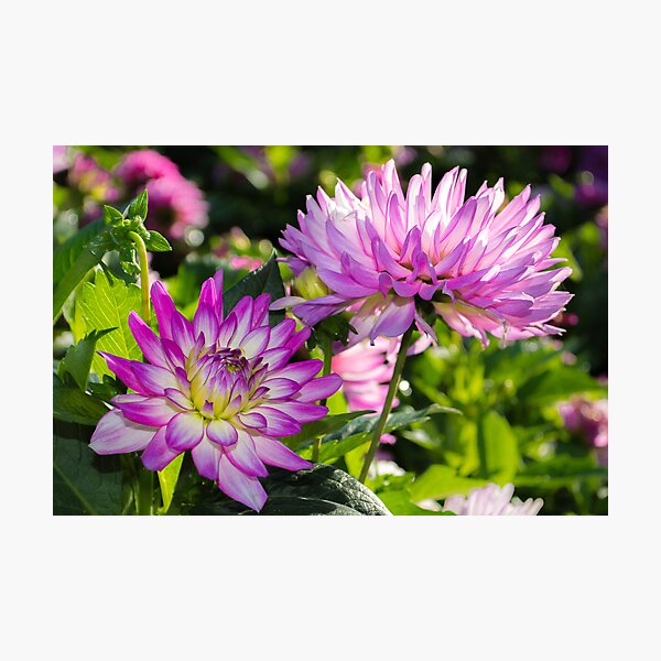 Item preview, Violet Flowers designed and sold by Photopa.