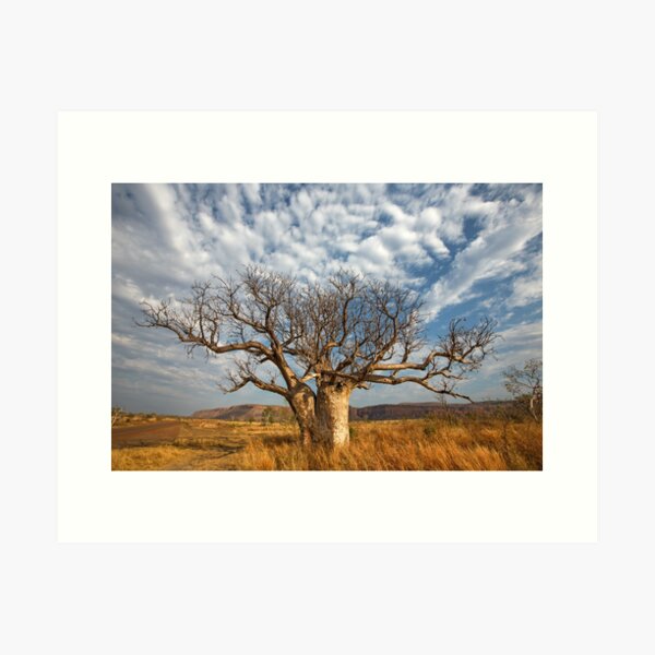 Item preview, Kimberley Boab greets the day designed and sold by Downunder Views.