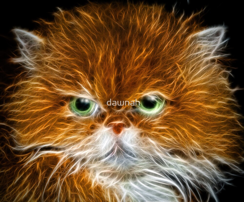 "Fire Glowing Cat" by dawnah Redbubble