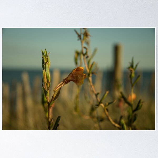 Item preview, Dune Flower  designed and sold by hawkie.