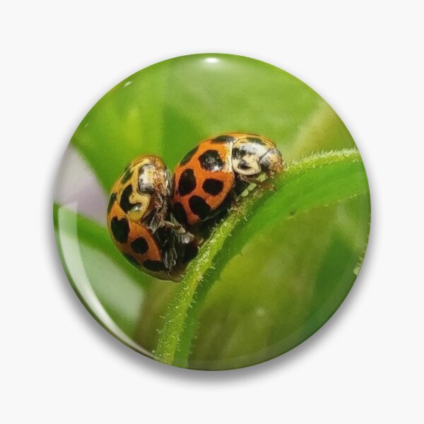 Item preview, Ladybird designed and sold by Elizabeth Gregory.