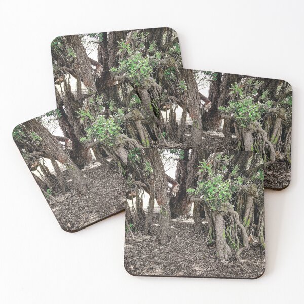 Item preview, Spooky Old Trees.  designed and sold by Stus RoadTrips.