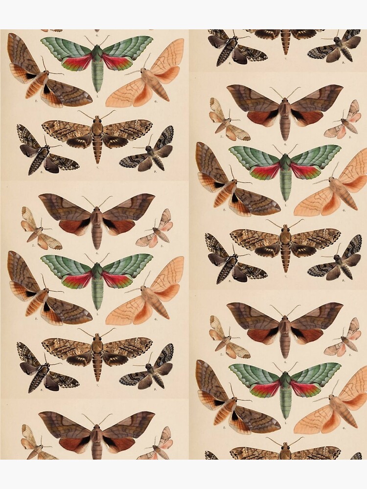 Naturalist Moths by bluespecsstudio