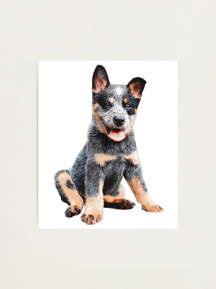 Australian Cattle Dog Blue Heeler Puppy