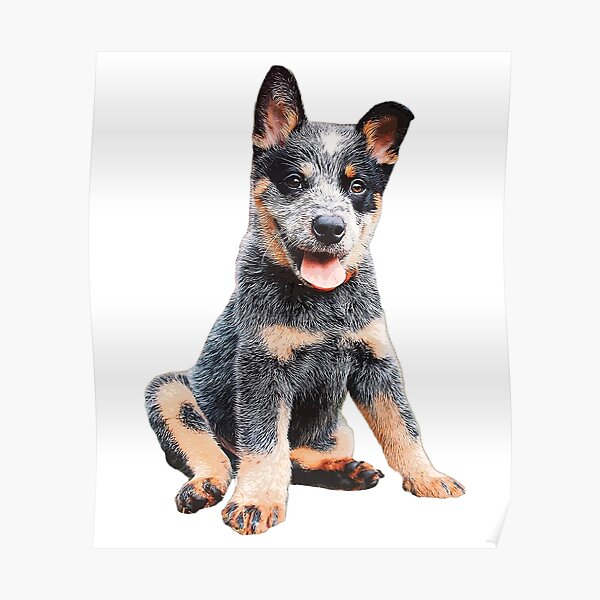 Australian Cattle Dog Blue Heeler Puppy Poster