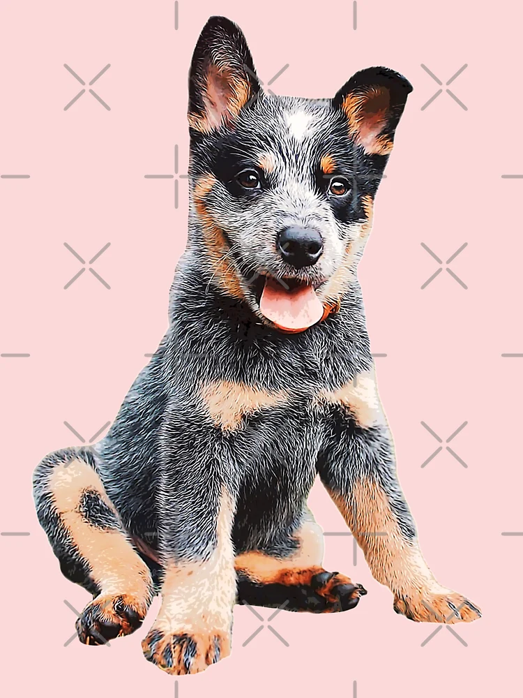 Dog Toys For Blue Heelers