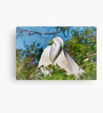 Great Egret Maternal Moment Canvas Print