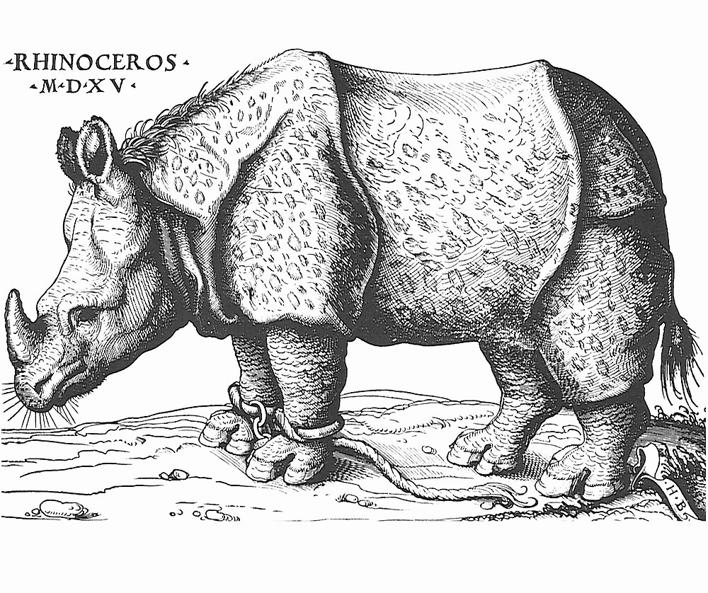 "Albrecht Durer - Rhinoceros " by William Martin | Redbubble