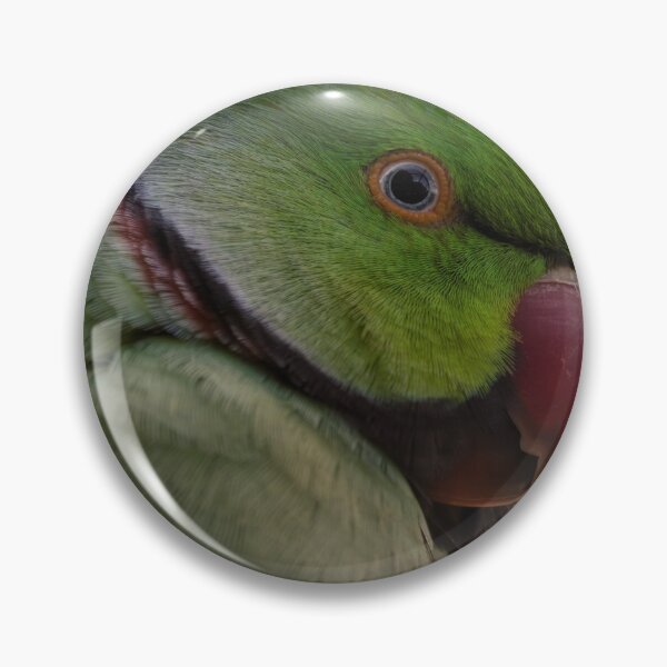 Item preview, Rose-ringed Parakeet Portrait closeup designed and sold by hendrikspix.