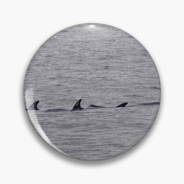 Item preview, Risso dolphins passing Cantick Head on Hoy  designed and sold by Alan Mackinnon.