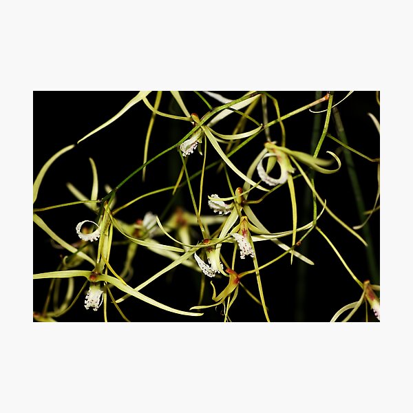 Dockrillia teretifolia Photographic Print