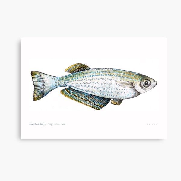 Item preview, Lamprichthys tanganicanus designed and sold by sarahmarkes.