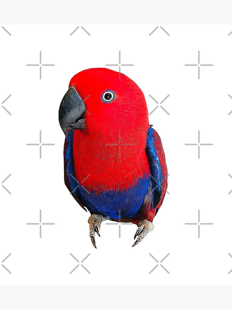 Impression photo for Sale avec l uvre Eclectus Parrot Female