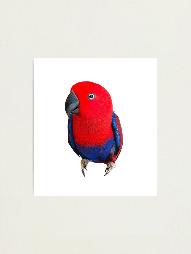 Impression photo for Sale avec l uvre Eclectus Parrot Female