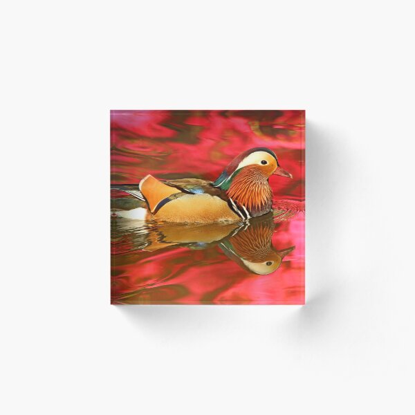 Mandarin Duck Reflections Acrylic Block