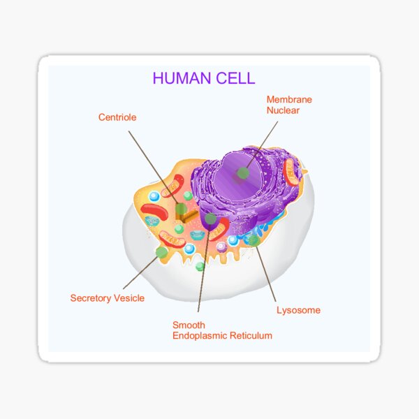 Sticker Menschliche Zelle Redbubble