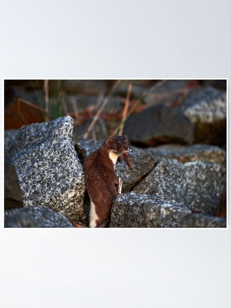 Posing Weasel Poster By Andreaskoerner Redbubble