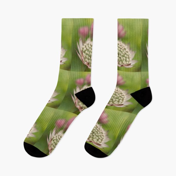 Item preview,  Astrantia designed and sold by John Ray.