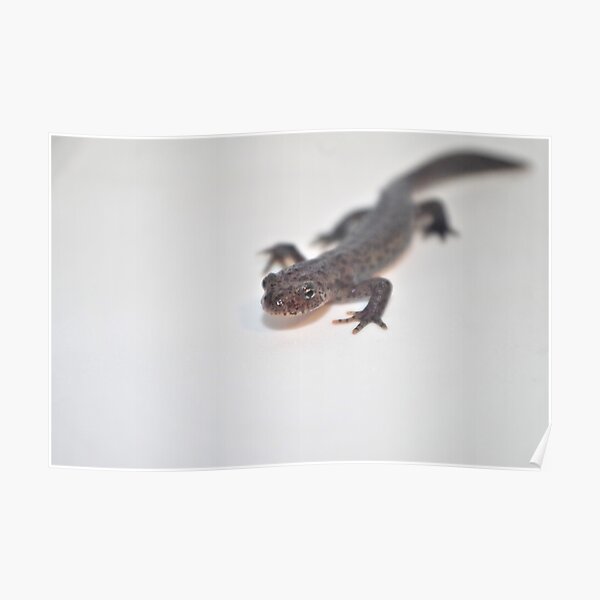 Alpine Newt Poster