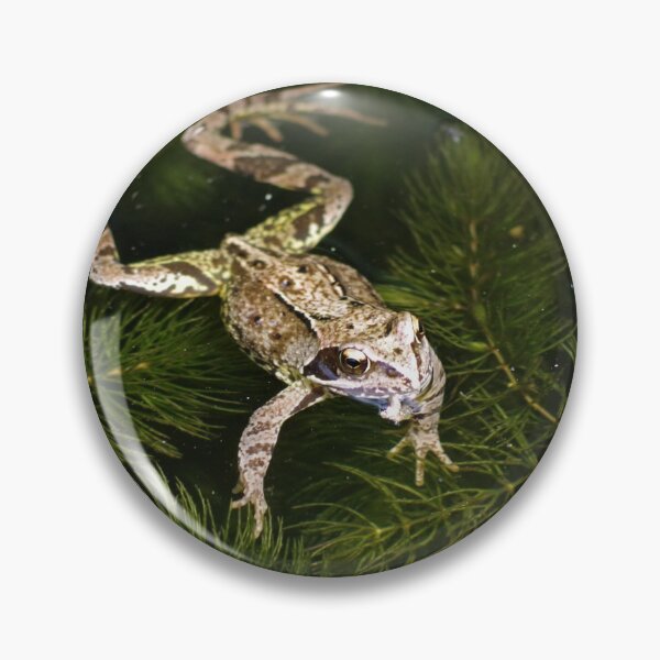 Item preview, Common Frog designed and sold by Steven Allain.