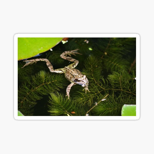 Common Frog Sticker