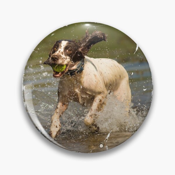 Artikelvorschau, Cooler englischer Springer Spaniel Welpe im Wasserfoto entworfen und verkauft von bdws.