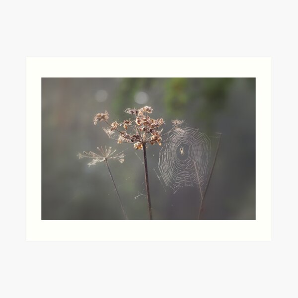 Early riser Art Print