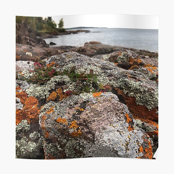 Rocks and Lichen Poster