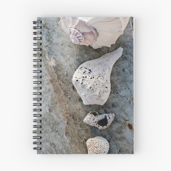 Item preview, Seashells  designed and sold by Elena Ray.