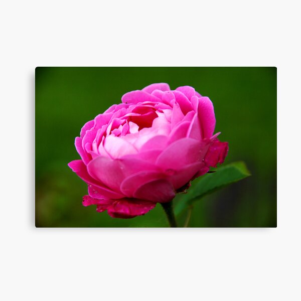 Baronne Prevost Rose Canvas Print