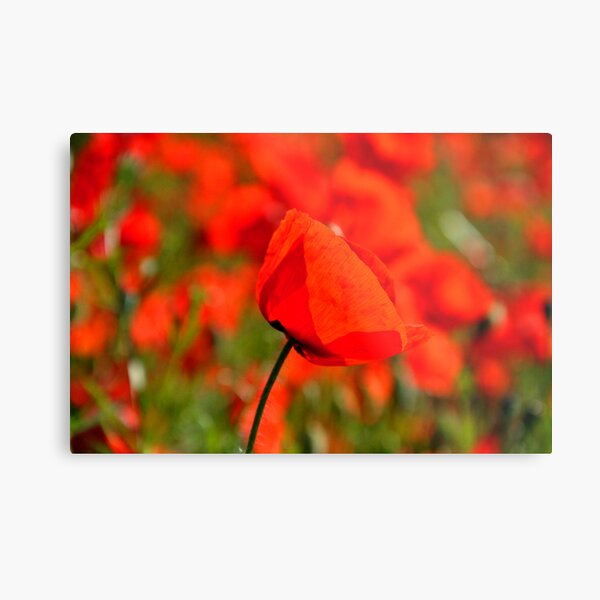 Poppies Metal Print