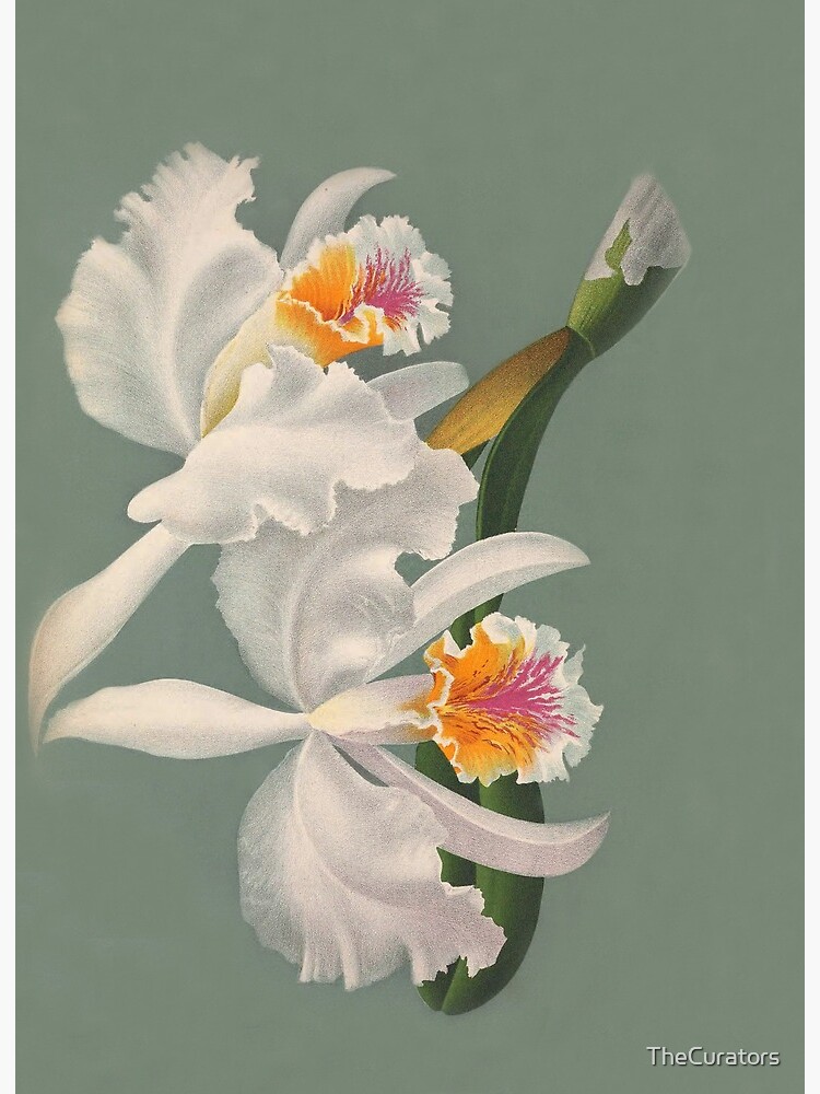 Orchid - Cattleya mossiae from Jean Jules Linden, 1888 | Art Board Print