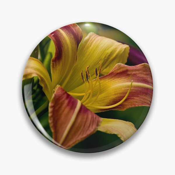 Item preview, "Cobourg Fright Wig" Daylily designed and sold by Michael Cummings.