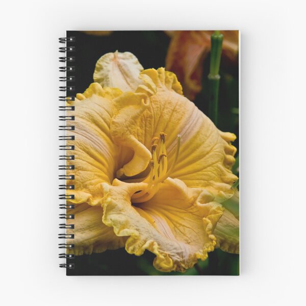 Item preview, "Chasing Windmills" Daylily designed and sold by Michael Cummings.