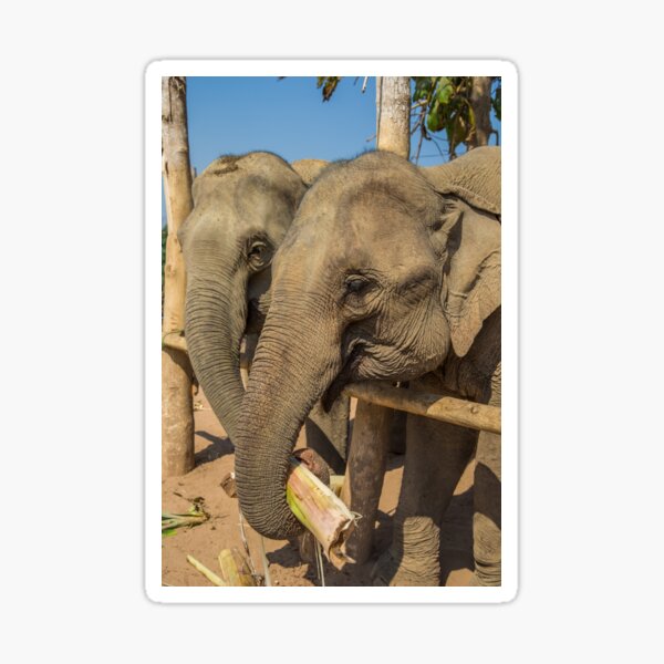 Item preview, Laos. Mandalao Elephant Conservation. Elephants.  designed and sold by vadim19.