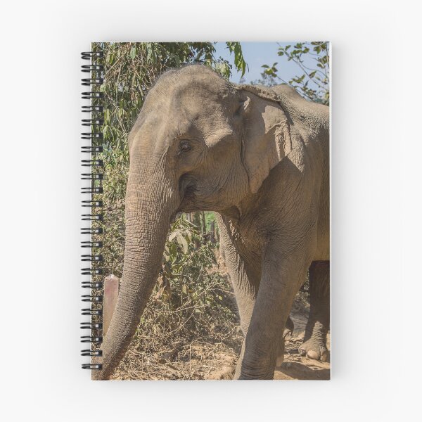 Item preview, Laos. Mandalao Elephant Conservation. Walking Elephants.  designed and sold by vadim19.