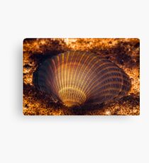 Clamshell Canvas Print