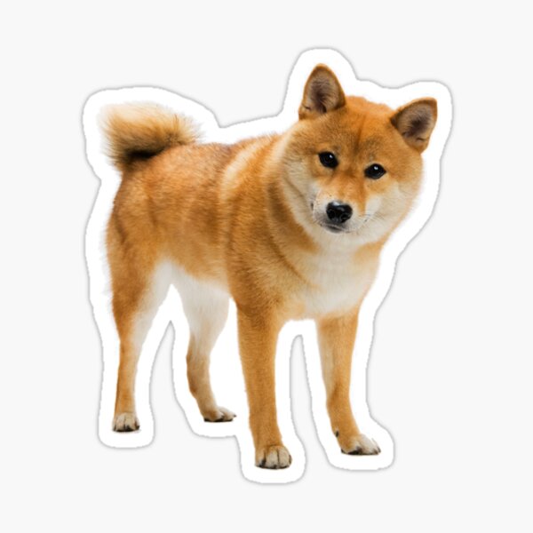 Dog Shiba Inu Doge Gifts Merchandise Redbubble - chef doge roblox