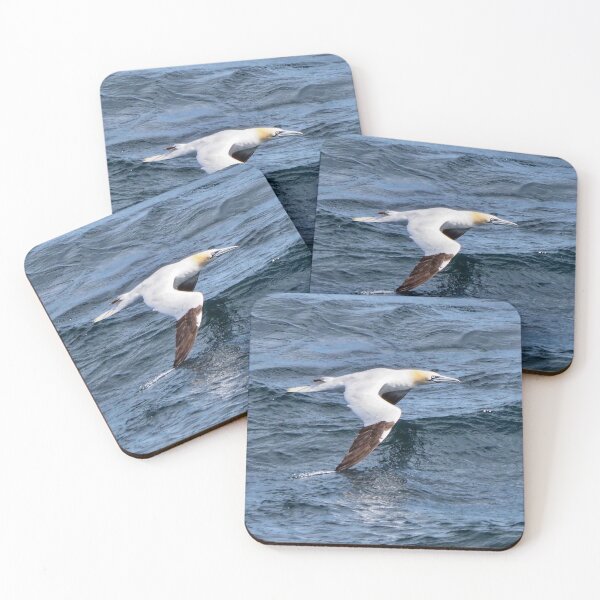Item preview, The stunning gannet at Cantick Head Lighthouse on the beautiful Orkney island of Hoy in Scotland designed and sold by Alan Mackinnon.
