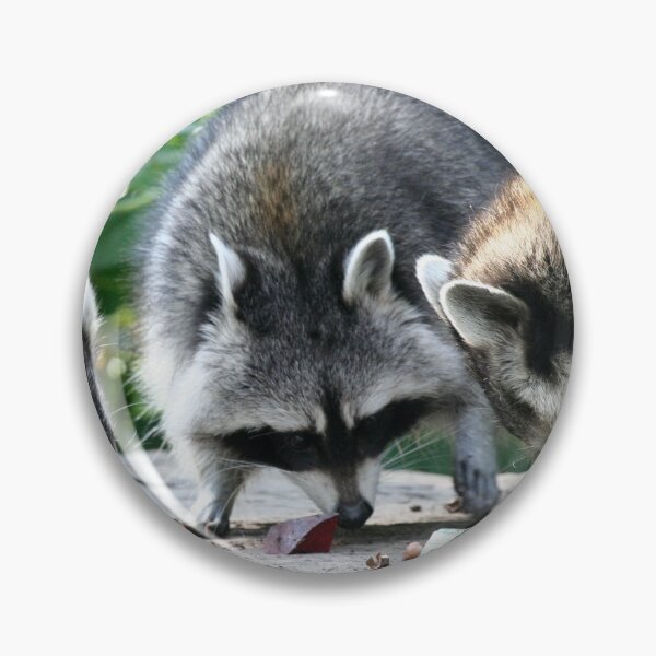 Item preview, Raccoon 002 designed and sold by JAMFoto.