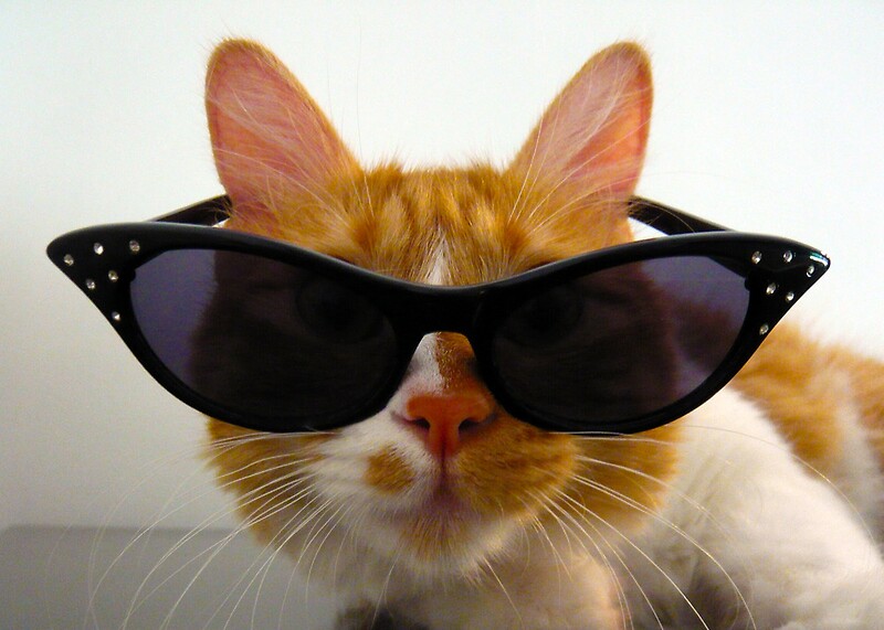 "Cool Cat Wearing Sunglasses" Greeting Cards by MoMoCards Redbubble