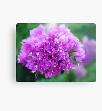 Bougainvillea Metal Print