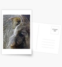 Warthog Postcards