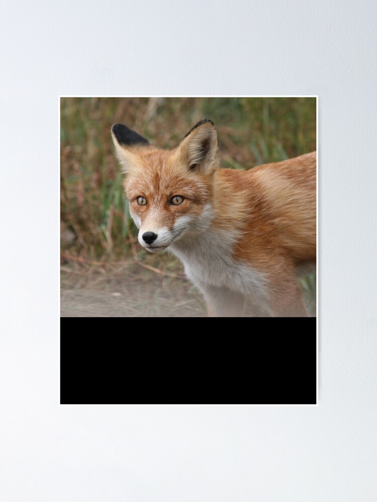 Beautiful Siberian fox animal lover Poster by CBShirtStar