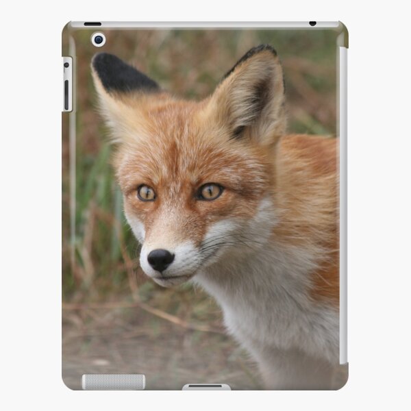 Beautiful Siberian fox animal lover | Poster