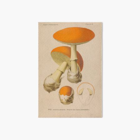 PILZE Amanita caesarea - Caesars Pilzpilze - Vintage Print Küche Wandkunst Dekor Galeriedruck