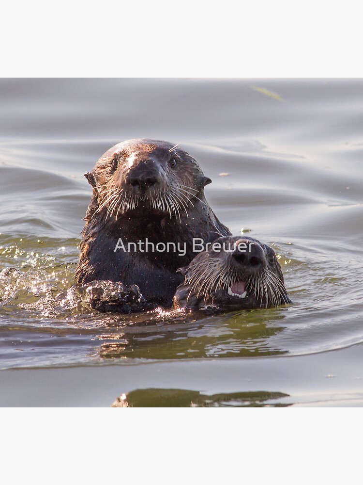 Sea otters of California by dailyanimals