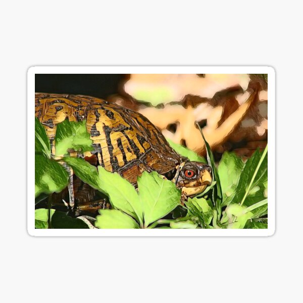 Eastern Box Turtle Sticker
