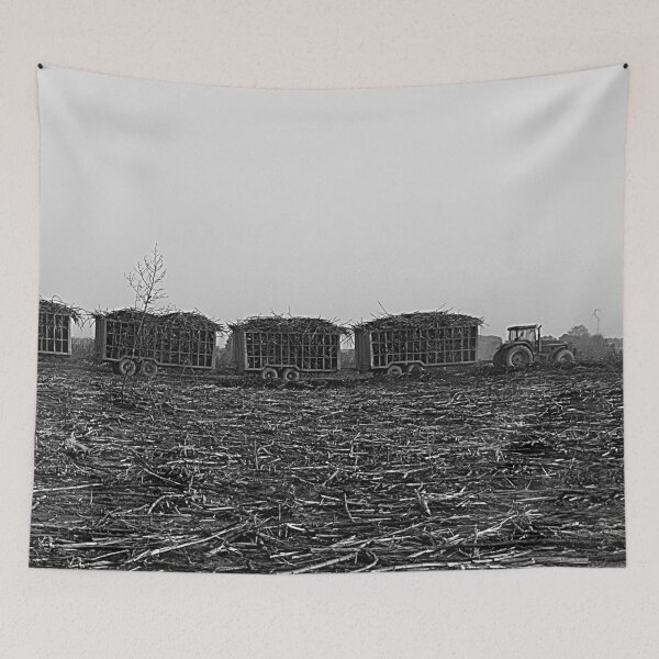 Item preview, Sugar Cane Harvest, Harvested Field, Plantation, Panorama, Africa designed and sold by worldways.