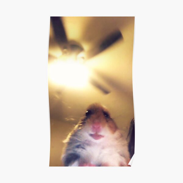 Featured image of post Hamster Meme Pfp Aesthetic